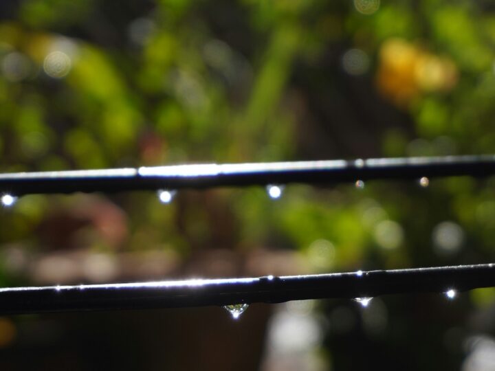 AgruMind, l’IA che fa risparmiare acqua negli agrumeti