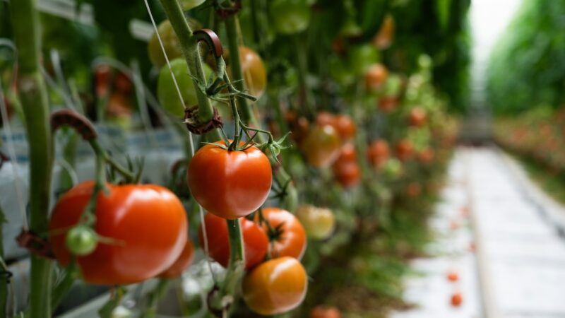 Costi di produzione fuori controllo, la serricoltura siciliana lancia l’allarme
