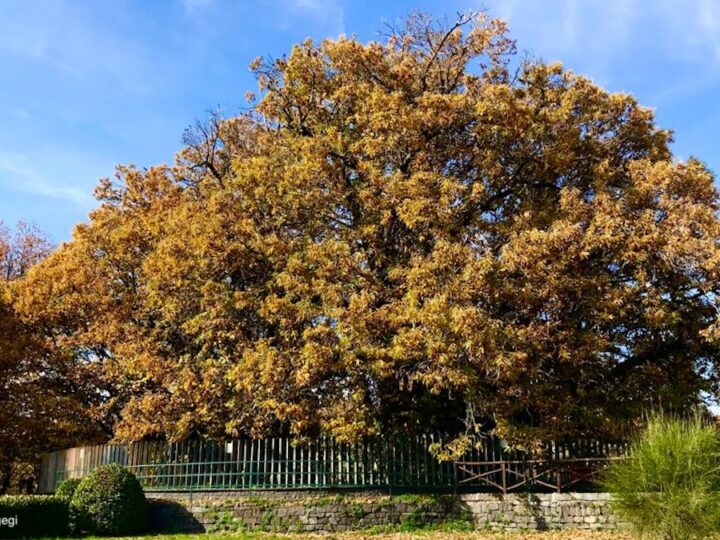 Castanetum Flower Festival, l’Etna in fiore celebra il castagno