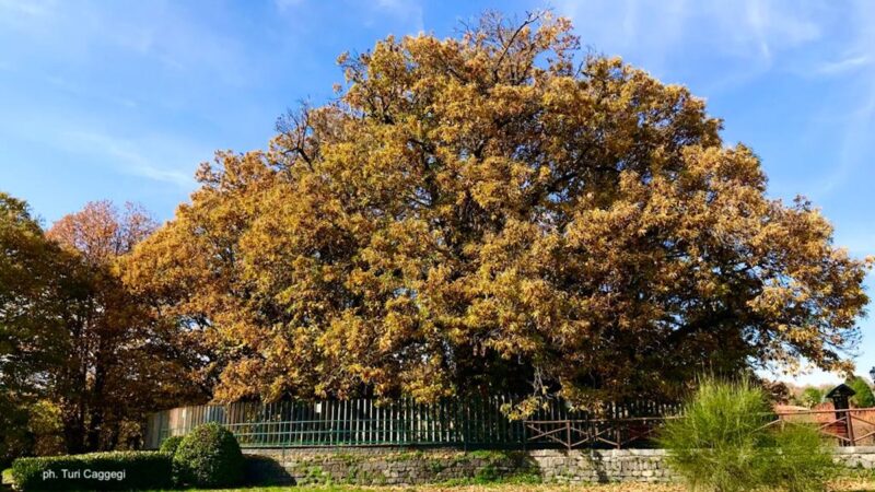Castanetum Flower Festival, l’Etna in fiore celebra il castagno