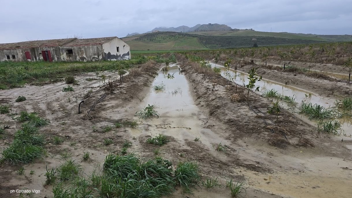 Ciclone Harry & c., due giorni di proroga per le domande di aiuto delle aziende agricole