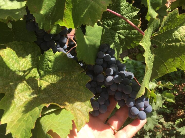 A Palermo un confronto sul futuro del vino siciliano e il ruolo del credito cooperativo
