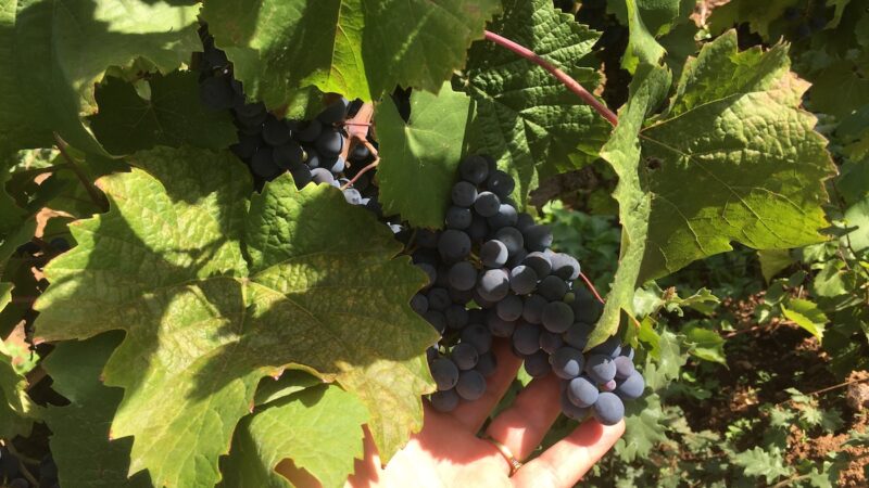 A Palermo un confronto sul futuro del vino siciliano e il ruolo del credito cooperativo