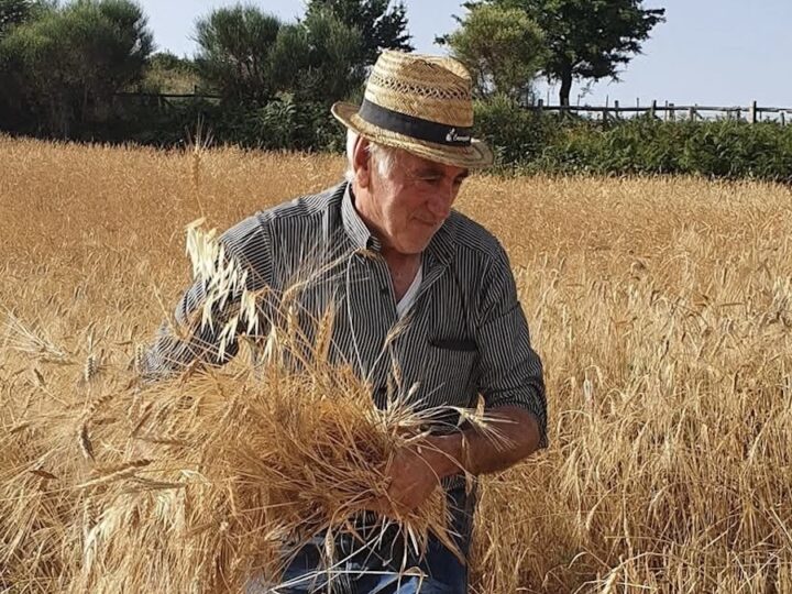 Galati Mamertino, nasce il museo del grano a cielo aperto
