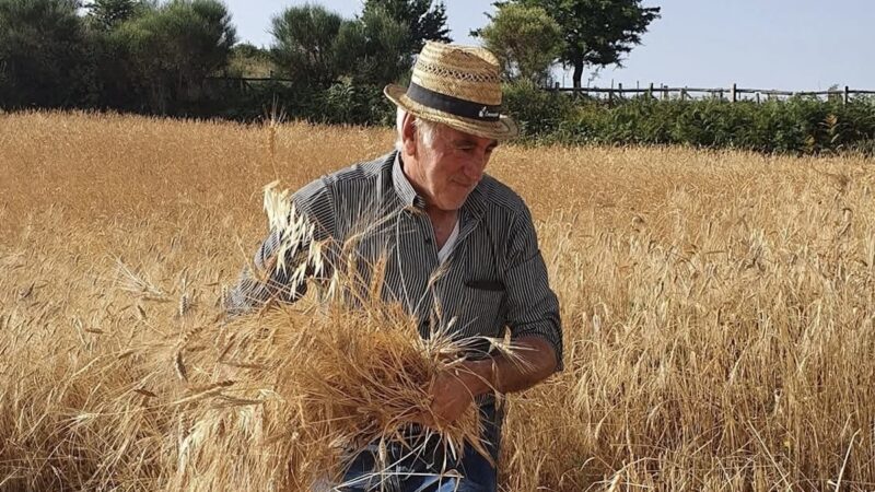 Galati Mamertino, nasce il museo del grano a cielo aperto