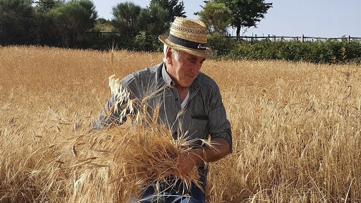 Galati Mamertino, nasce il museo del grano a cielo aperto