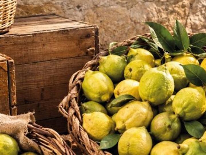 Terra Madre 2026, debutta il “Limone della Piana di Bagheria”