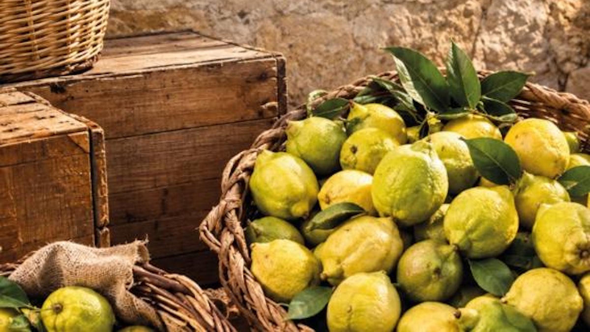 Terra Madre 2026, debutta il “Limone della Piana di Bagheria”