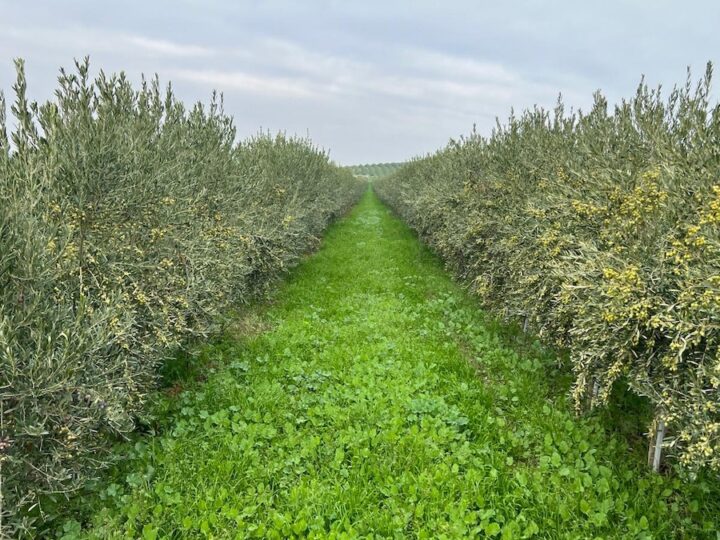 Olea Experience, l’olivicoltura va in campo a Campo Carboj