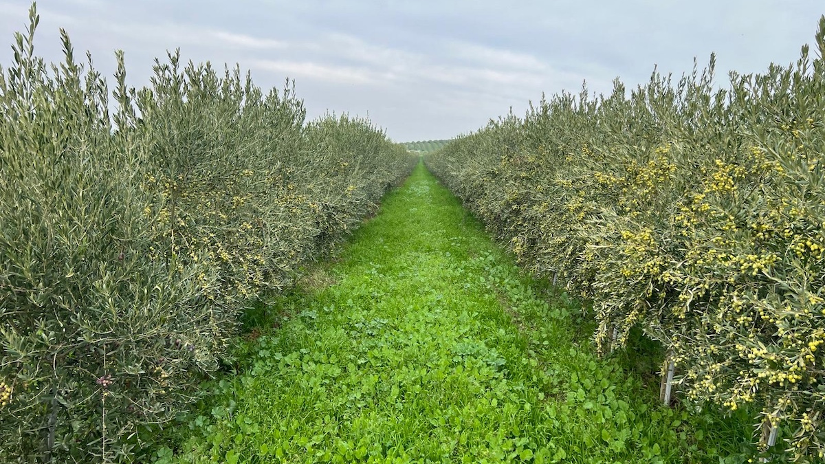 Olea Experience, l’olivicoltura va in campo a Campo Carboj