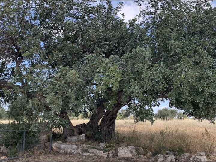 Carrubo, la sfida siciliana tra agricoltura e sostenibilità