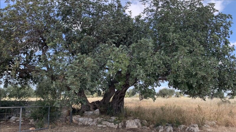 Carrubo, la sfida siciliana tra agricoltura e sostenibilità