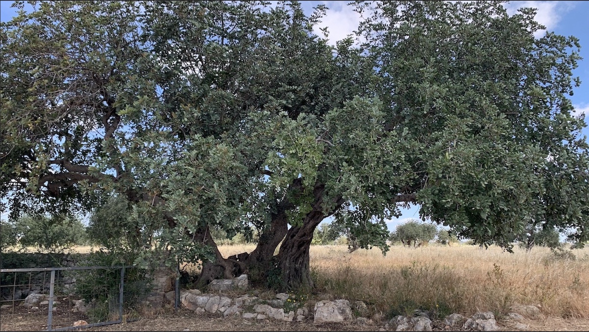 Carrubo, la sfida siciliana tra agricoltura e sostenibilità