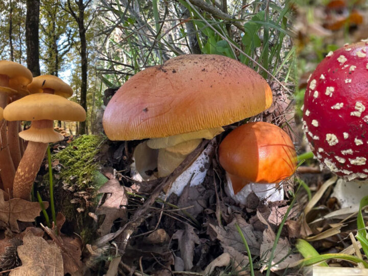 Permesso di raccolta funghi, a Palermo corso per ottenerlo