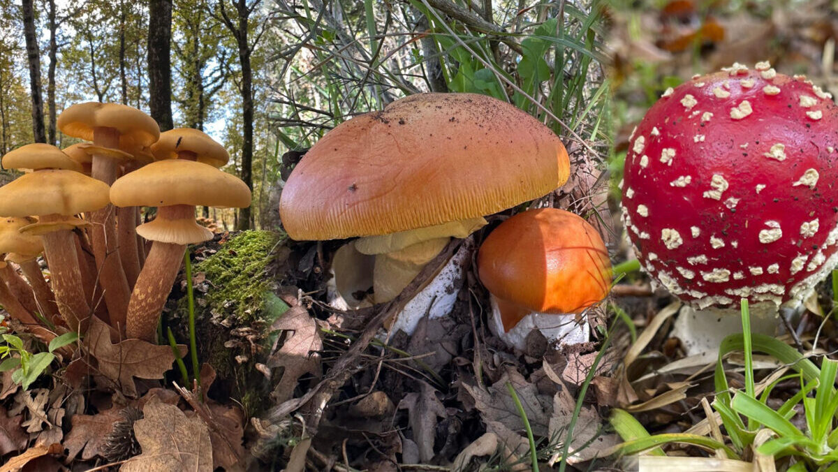 Permesso di raccolta funghi, a Palermo corso per ottenerlo